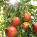 Fresh Yellow Nectarine, Each