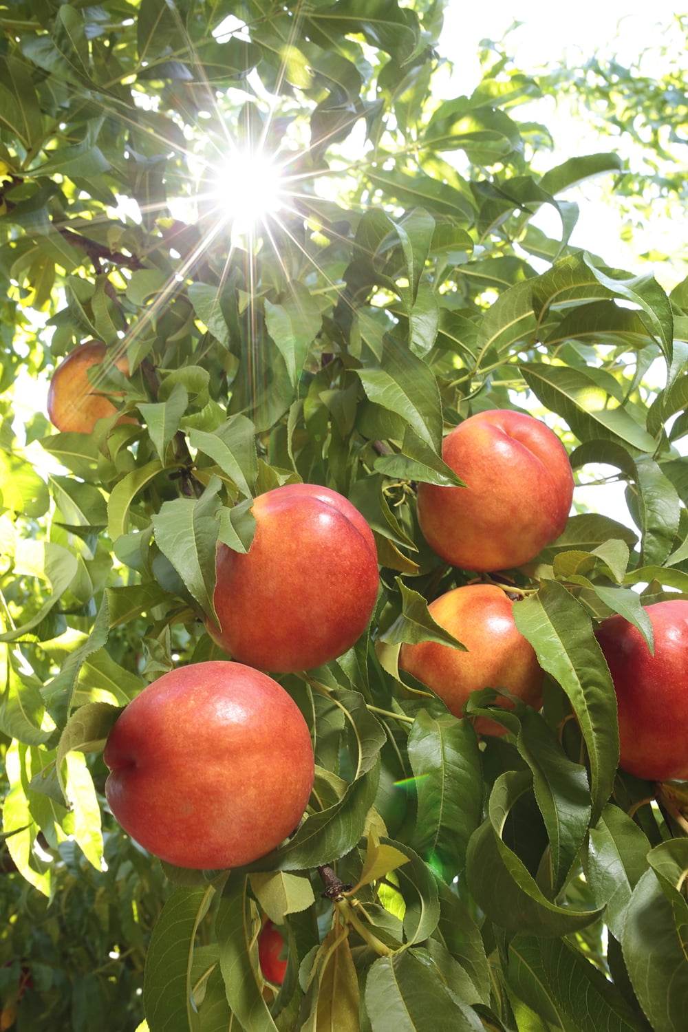 Fresh Yellow Nectarine, Each