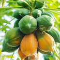 Fresh Papaya, Each, 1 Count